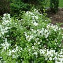 Philadelphus x 'Manteau d'Hermine' P12 (3)